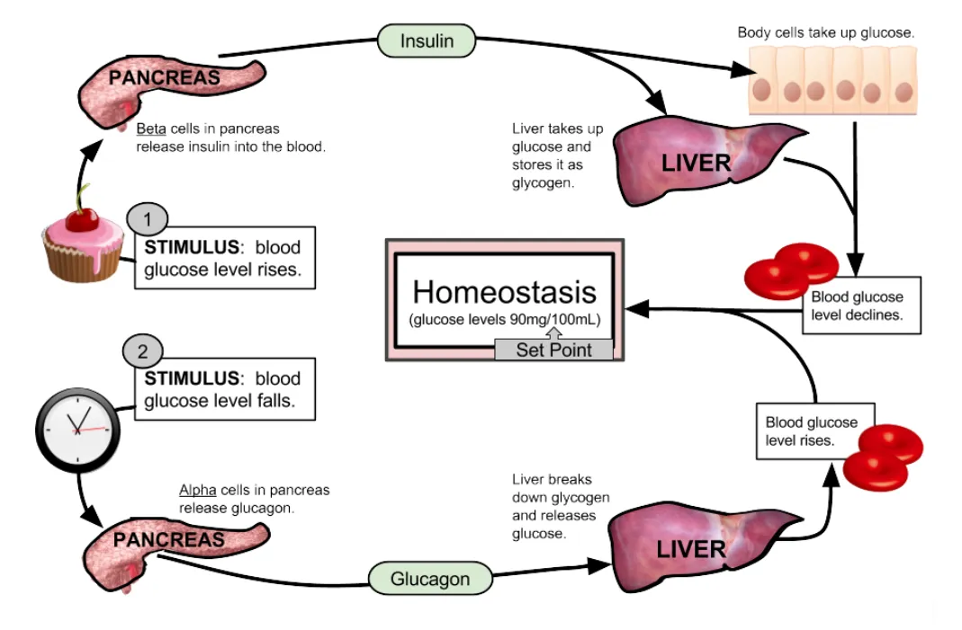 Blood sugar negative feedback